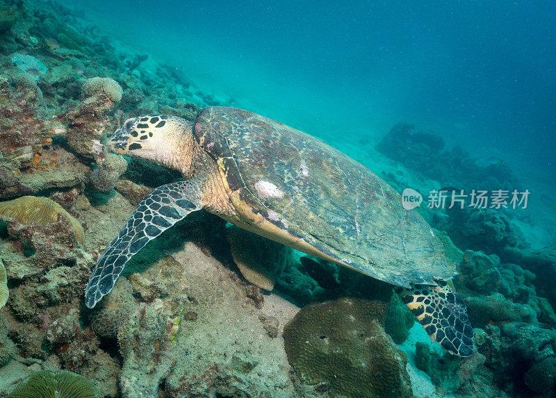 动物行为:极度濒危物种玳瑁海龟(Eretmochelys imbricata)